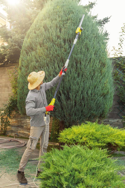 Best Fruit Tree Pruning  in New Haven, MI